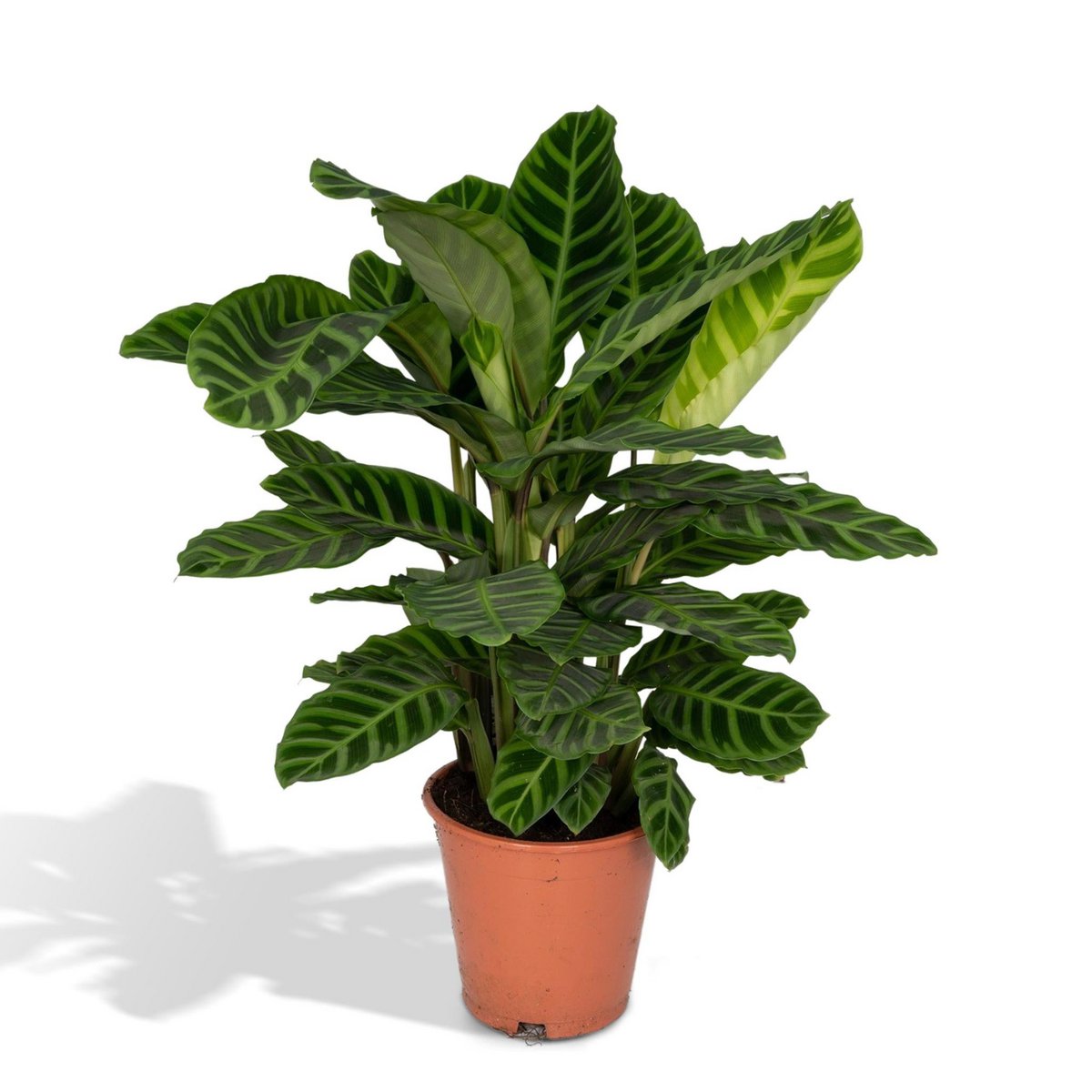 Calathea Zebrina - 80cm