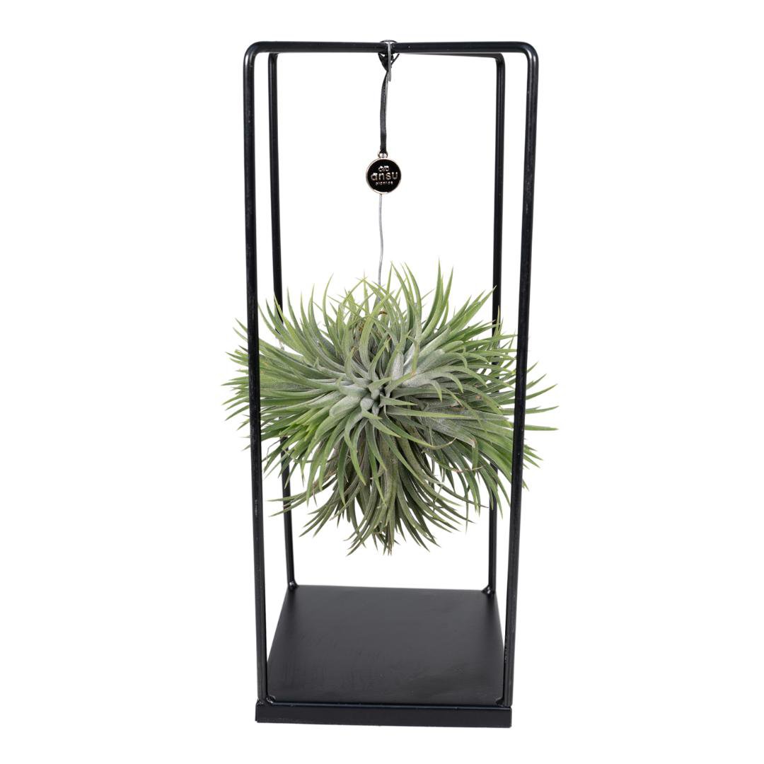 Tillandsia Kubus – moderne luchtplant in terrarium