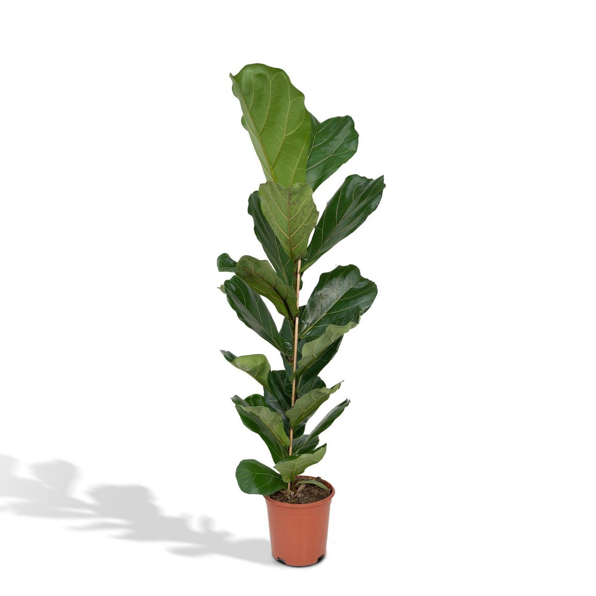 Ficus Lyrata 100cm – grote kamerplant met glanzende bladeren