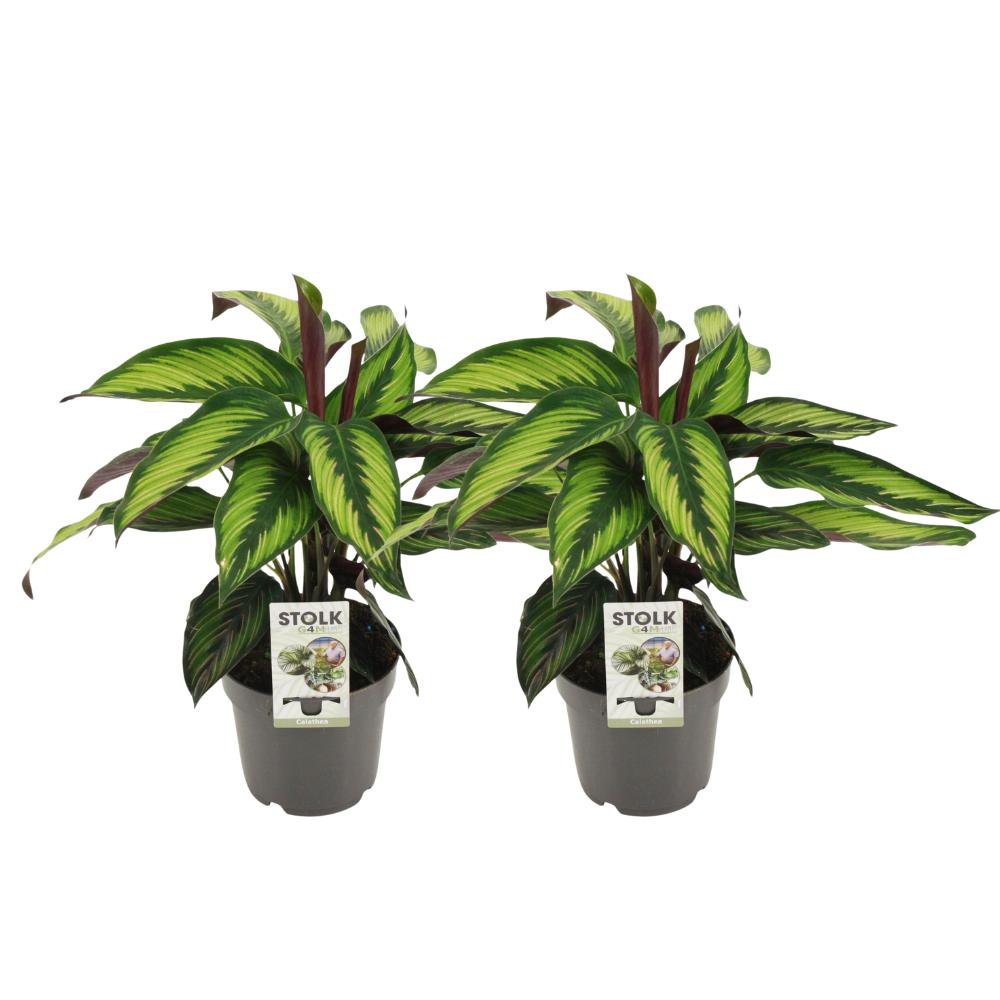 Calathea Majestica Princeps - 2 stuks - 45cm