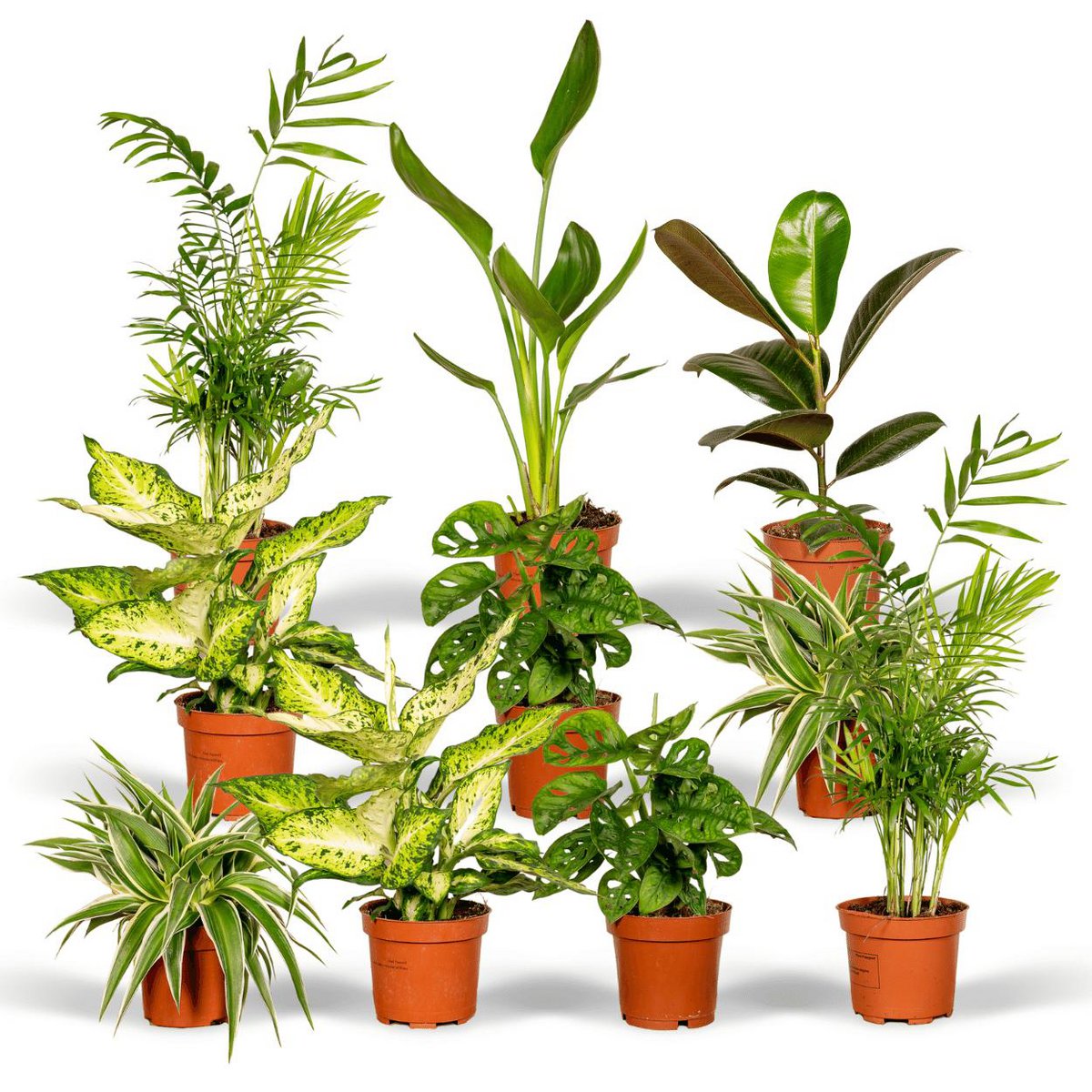 Verrassingsbox - 10 diverse kamerplanten - 35cm