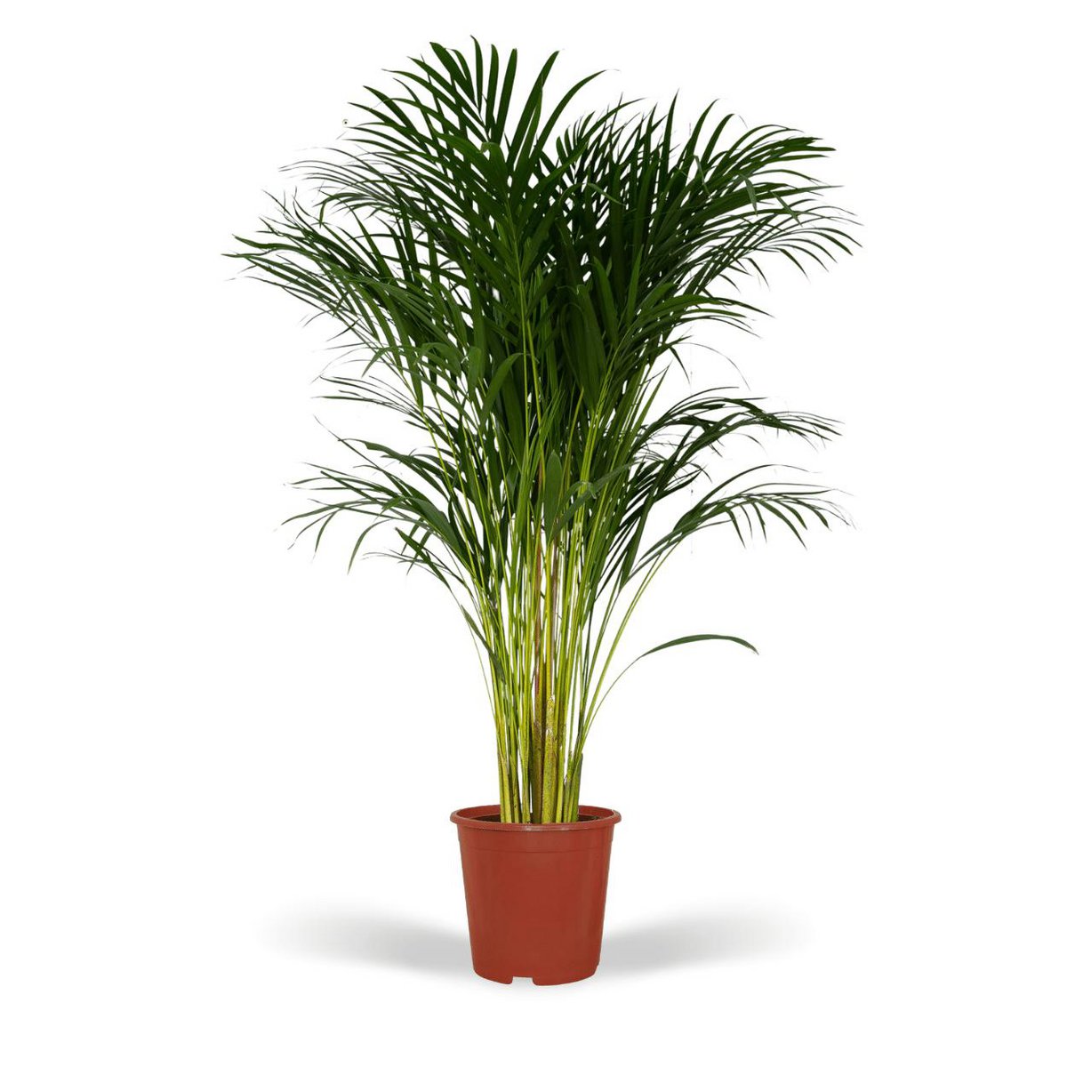 Areca Palm - 120cm